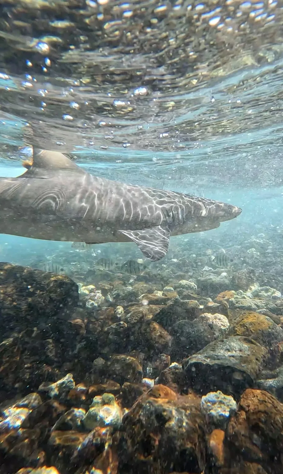 Snorkel con tiburones limón en la isla de Sal, Cabo Verde