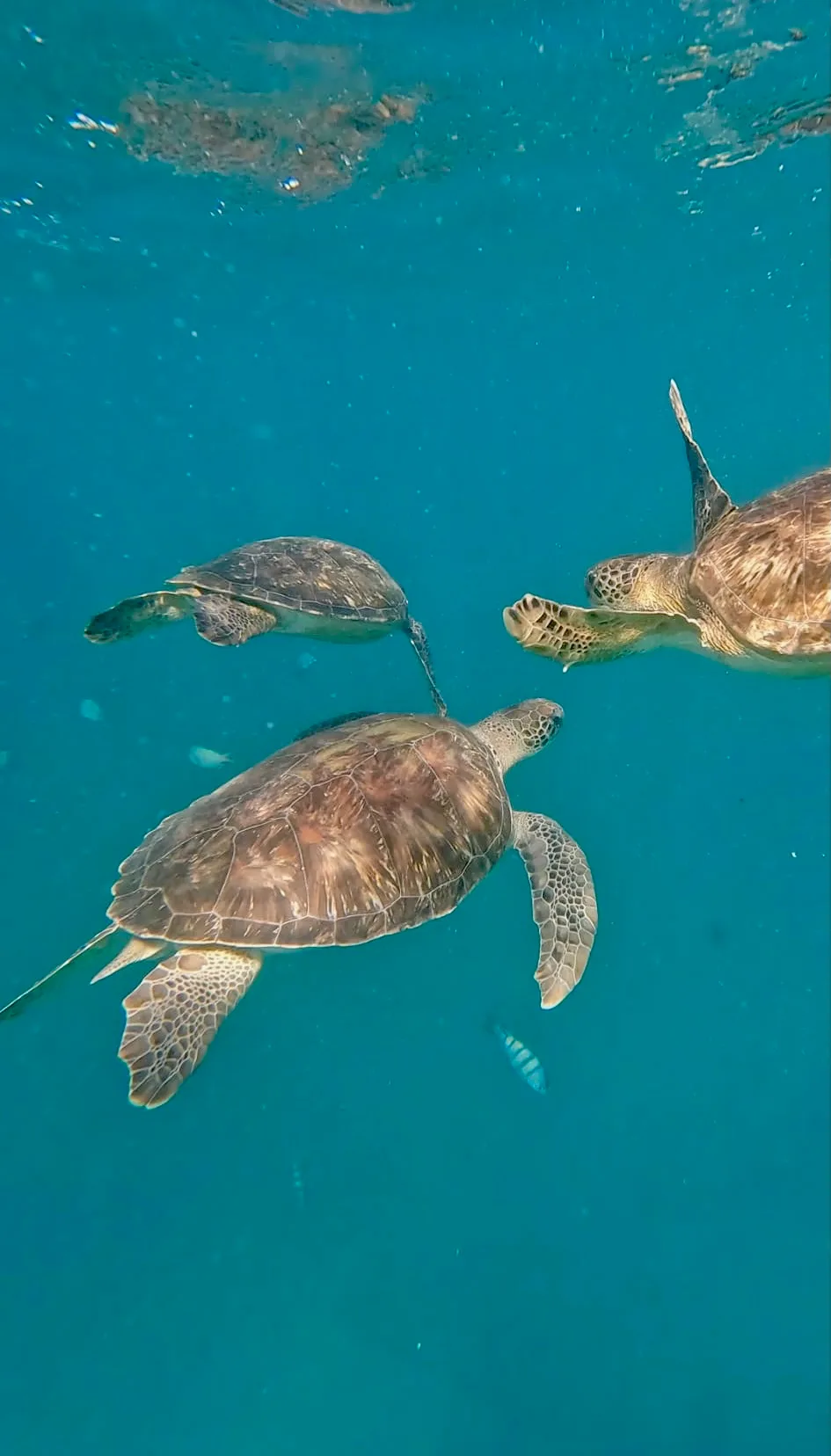 Snorkel con tortugas en la playa de Sao Pedro