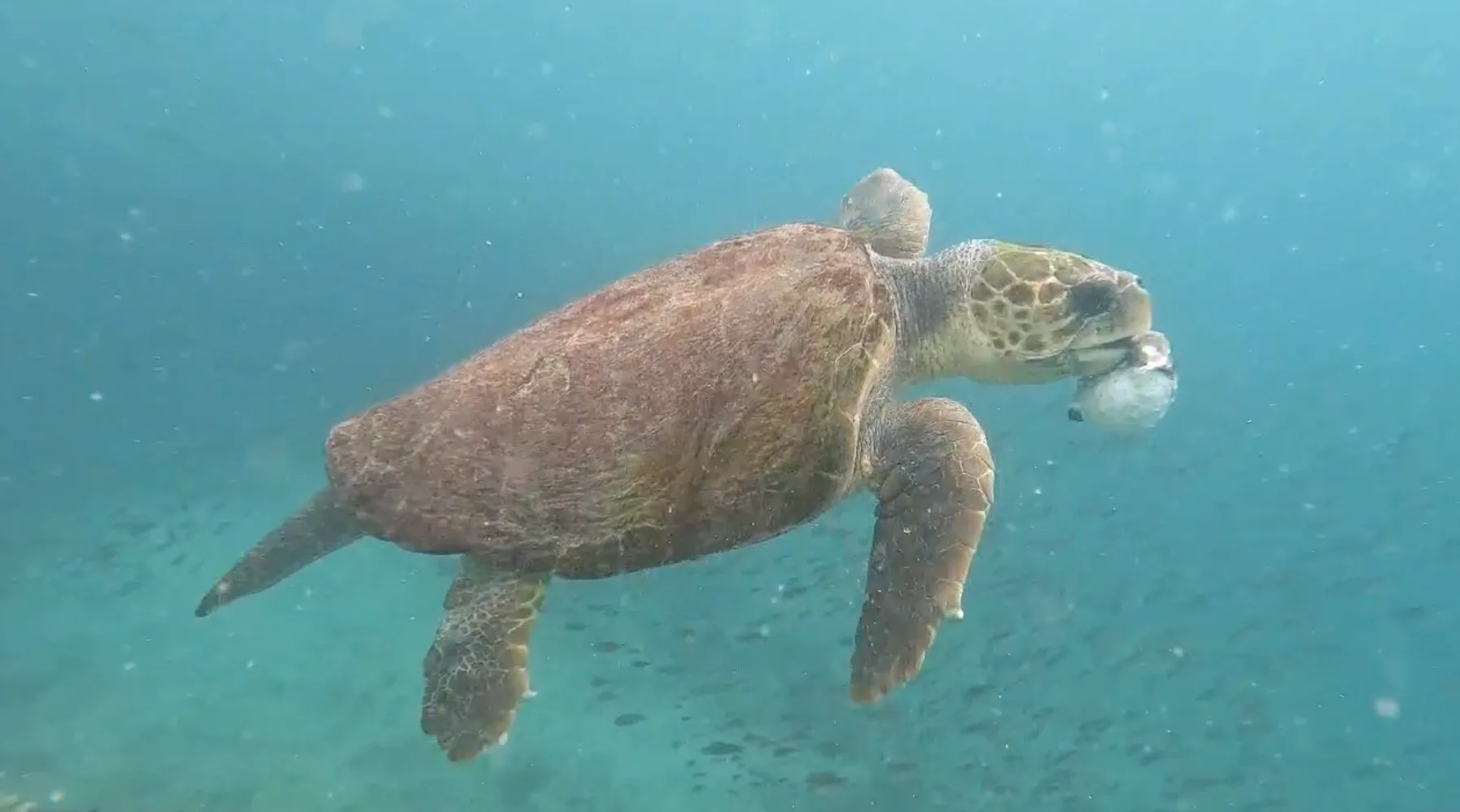 Tortuga con pez globo, en la isla de Sal, Cabo Verde