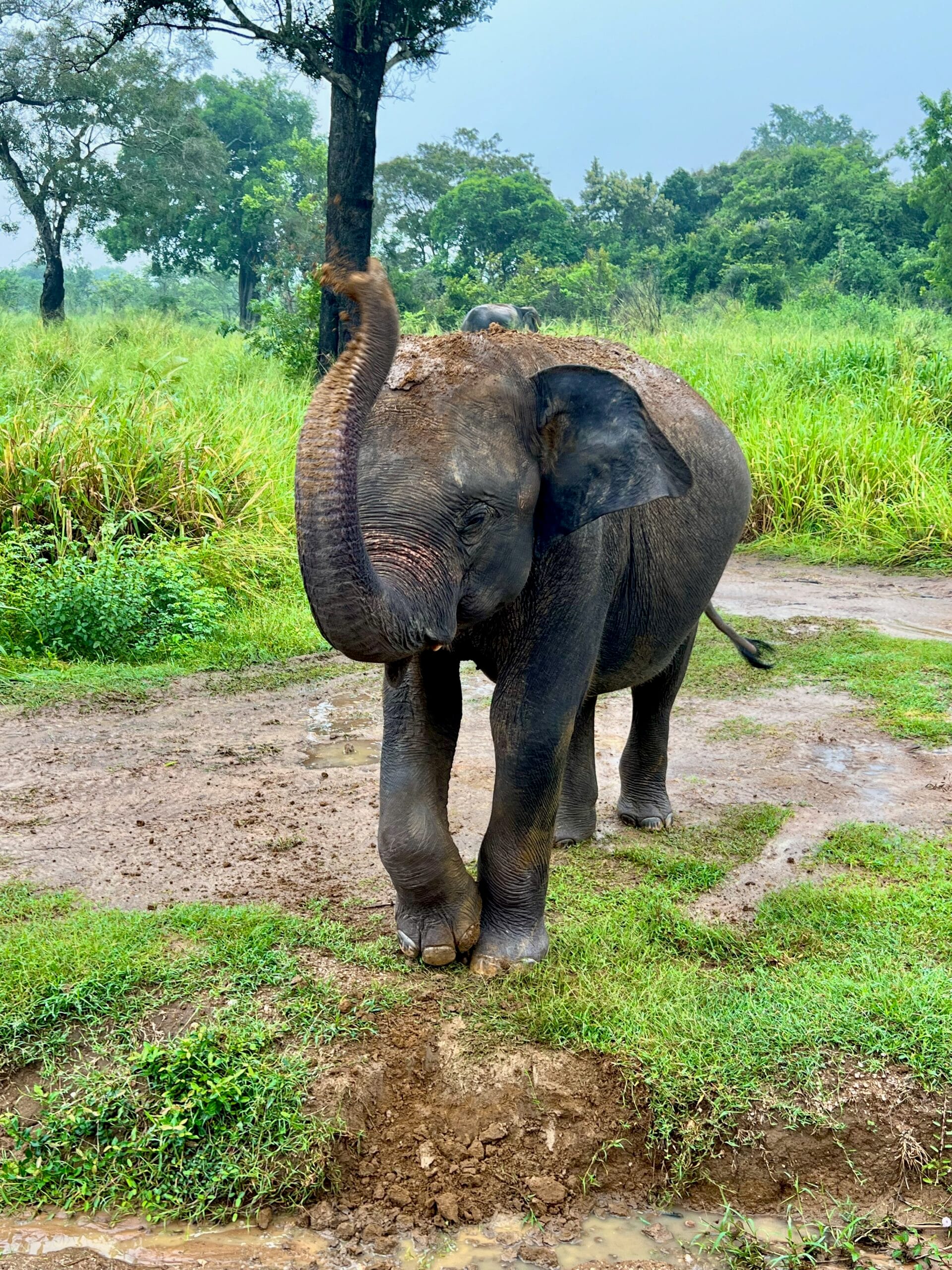 Elefante bebé en el safari de Hurulu