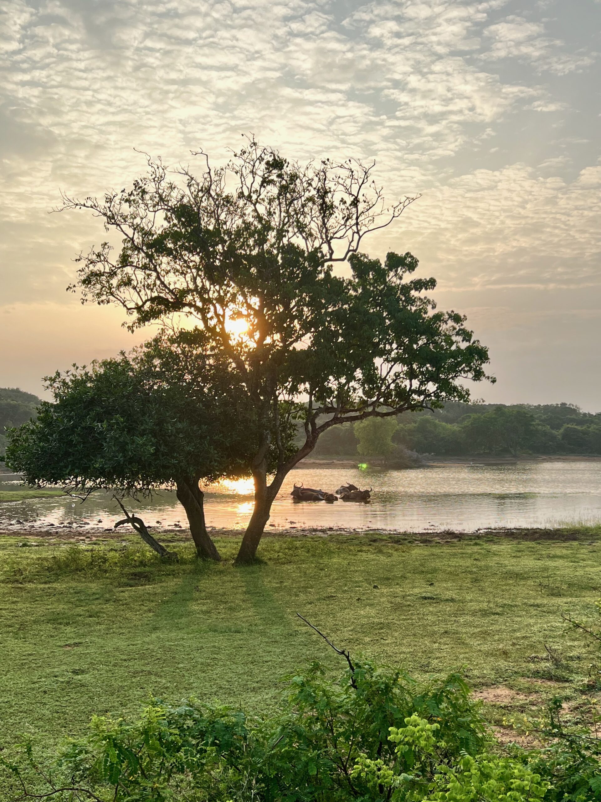 Parque Nacional de Yala al amanecer